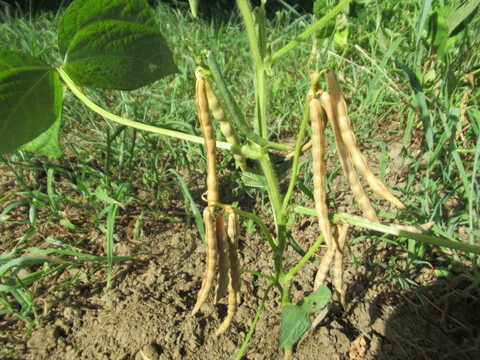2023年産　農薬・肥料不使用で育てた小豆【大納言3kg（250g×12袋）】