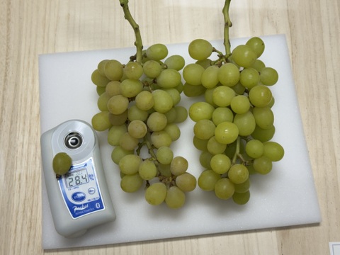 【数量限定お試し価格】シャインマスカットご家庭用(訳あり品)　3200円→2700円　1kg〜1.2kg(3〜5房) 平均糖度20度前後