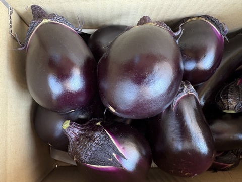 完全数量限定 丸茄子と長茄子(80サイズ) ホントに今朝採ってます　茄子ばっかり!!