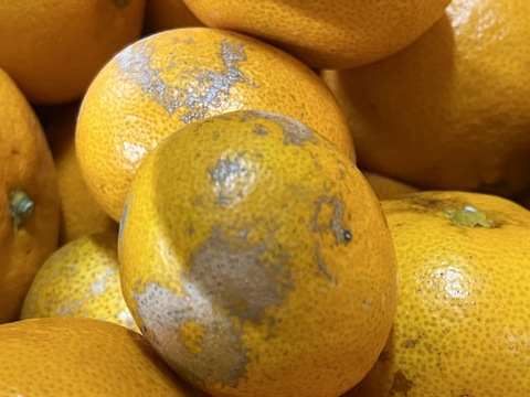 三ヶ日みかん【約9㎏】青島みかん 2等品　2Lサイズ