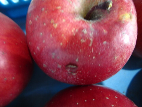 訳あり樹上完熟サンふじ 総重量 約4.5kg前後 青森県 南部地方産 自家りんご農園生産直送品！