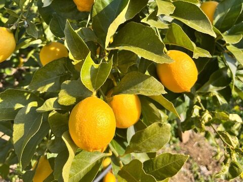 家庭用 越冬完熟レモン 瀬戸内産レモン S～2Lサイズ 5㎏