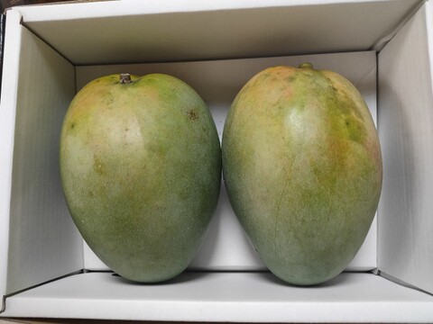 希少キーツマンゴー（家庭用）2.2kg