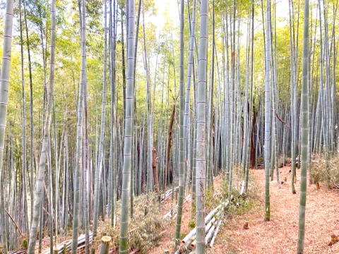 自然栽培たけのこ２kg