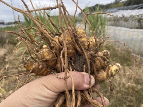 【春ウコン】農薬不使用 お買い得泥つき未選別