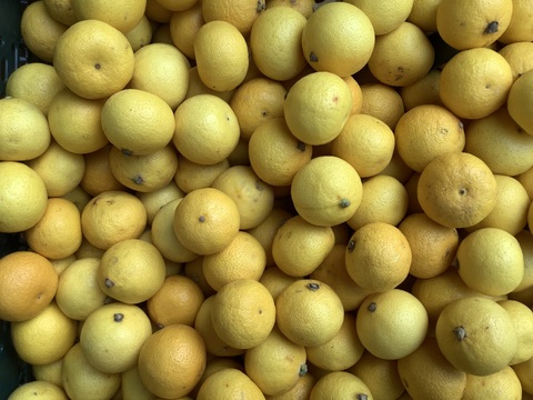 【2026年】【希少】熟成ハウス湘南ゴールド2kg  3Sサイズ(直径3.9〜3.5cm)【幻のオレンジ】超小玉