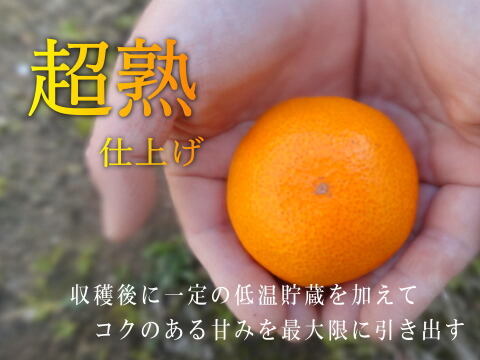 【甘～い柑橘福袋】年末発送！甘～い完熟みかんや希少柑橘の食べ比べ！家族でワイワイ♪♪人気４品種が楽しめる！「旬のこだわり柑橘食べ比べ福袋２」　サイズ混合　ご家庭用　約3kg入【商品番号1102-3k】