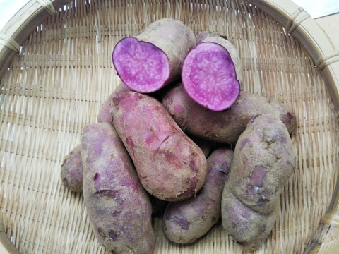 たまきちさん　リクエスト
新じゃが１ｋｇ・新たまねぎ１Ｋｇ、赤じゃが芋１Ｋｇ、紫じゃが芋１Ｋｇ
すべてを一箱でお届けします
【世界農業遺産　ブランドの根菜です】
