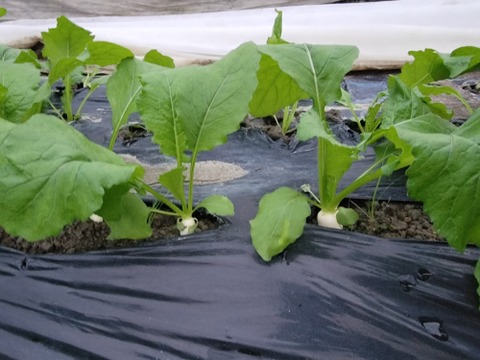 焼くととろける食感に！『おおとろ蕪』15個