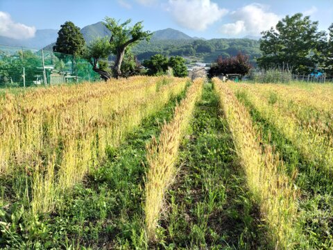 【自然栽培】玄小麦　１．５ｋｇ