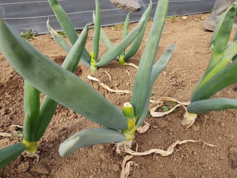 ✨【訳あり】下仁田ネギ（ネギ坊主摘み取り）詰め合わせ約1kg（7〜12本、サイズ混合）農薬・化成肥料不使用✨