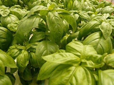 有機種子の水耕栽培スイートバジル『伊勢志摩産』100ｇ