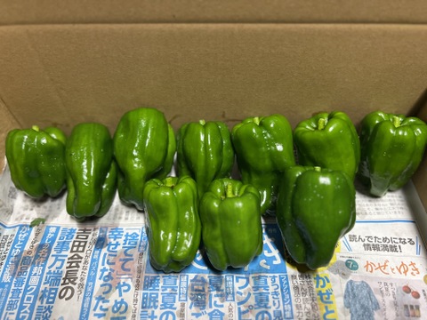 ピーマン　群馬県東吾妻町産　20個
