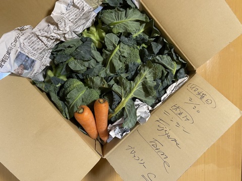 赤城の寒締めブロッコリー！12コ入り(約3.8kg）※化学農薬不使用