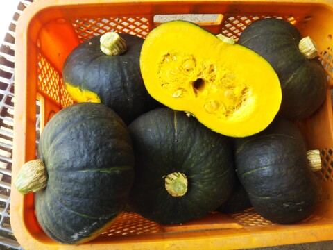 新種かぼちゃ「ブラックのジョー」
濃厚な甘みが特徴です。
収穫から３週間追熟させております
世界農業遺産ブランド野菜