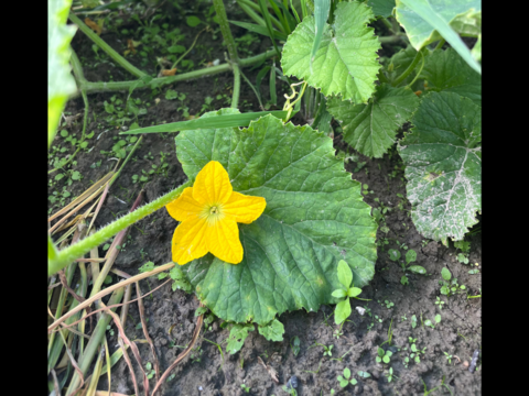 【自然栽培】優しい甘み！徳島県産なりくらマクワウリ 3kg