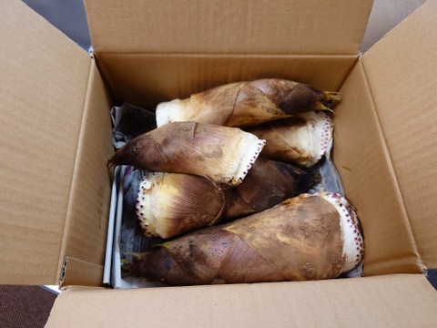 自然栽培】 谷定孟宗（タケノコ）3kg：山形県産の孟宗竹｜食べチョク