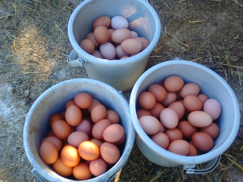 一滴でも美味しい！お山のたまご10個入り×2パック