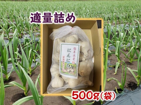 旨味と甘み凝縮！熊本県産『生にんにく』【訳あり】ご家庭用５００ｇ/袋