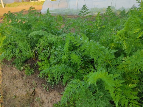 ✨農薬・化成肥料不使用の五寸人参1kg（5～7本）✨