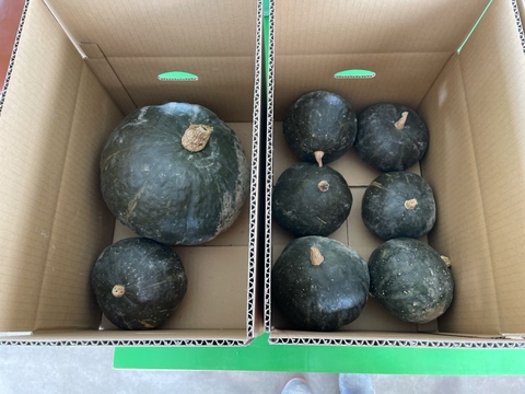 【北海道産 5kg かぼちゃ】栽培期間中農薬不使用