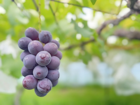 【数量限定】芳醇な甘さ！完熟・種あり巨峰（ご家庭用）｜約３kg