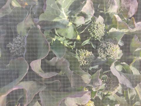 ✨農薬・化成肥料不使用の新鮮スティックセニョール（茎ブロッコリー）約300g✨😊