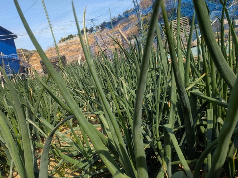 潮風育ちの玉ねぎ１．５ｋｇ　お試ししやすいセット1コイン500円　7セットまで送料そのまま