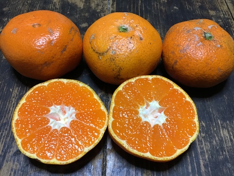 【農薬不使用】見た目が悪い青島みかん3kg【訳ありの訳】