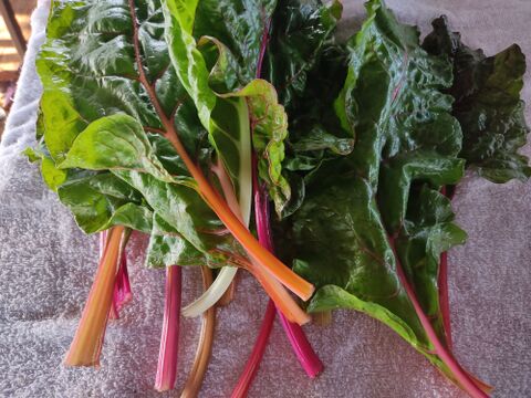 ✨【福袋】レアベジ・カボチャ含むお野菜セット（農薬・化成肥料不使用）おまけ付✨