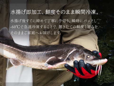 黒耀 蝶鮫のお刺身　スライス100ｇ