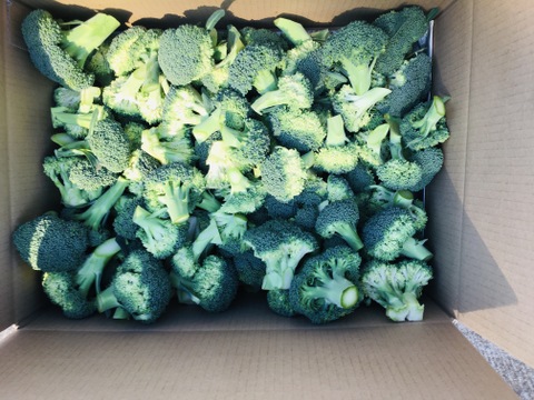 石井食品おまけ付　大人気！カットブロッコリー3.5kg+