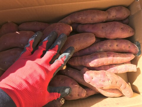 熟成済み！お友達とシェアできるベニハルカ５キロ！