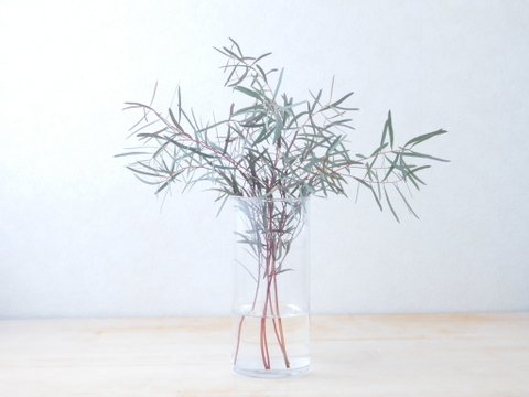 ユーカリ枝物【ニコリ】(30～40㎝/10本)インテリアをおしゃれに！アレンジにも