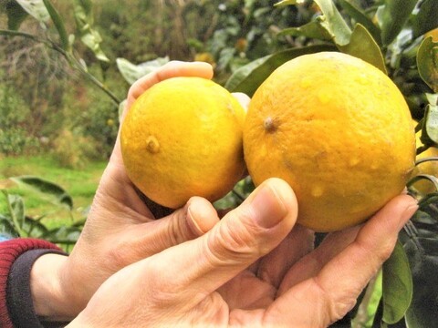朝採りの”伊予柑”と”はるひ”合わせて3kg【柑橘食べ比べ】