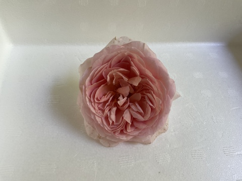 JAS認証栽培！新鮮で完熟の食べられる希少なバラ・薄ピンク(100g・15〜20輪)