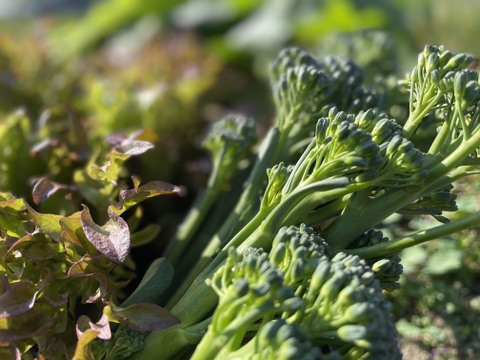 【年末限定】ちょうどいいサイズ！冬のシャキうま旬野菜セット＜6品目＞