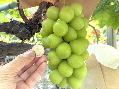 限定1点ﾓﾉ！:特大超大粒！1房約700g☆山梨県産シャインマスカット贈答　ギフト　家庭用にも