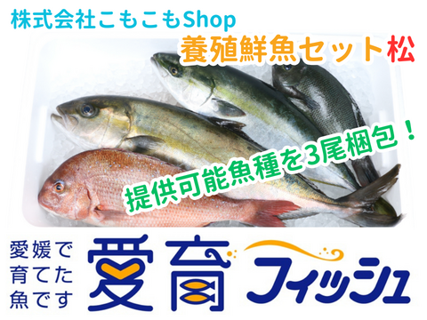 【厳選】朝どれ『養殖鮮魚セット　松　(3尾入/箱)』神経〆付