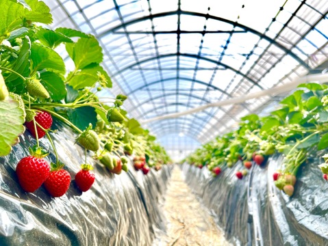 新品種！かなこまち　神奈川県オリジナル品種！