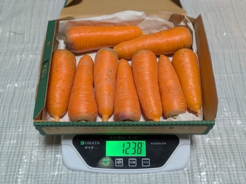 こだわり土壌で栽培した博多の冬ニンジン　約1.2kg  福岡産