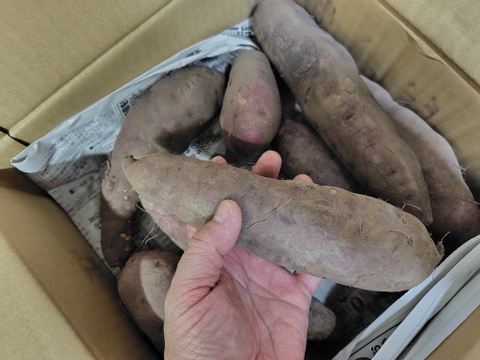 【１人１回だけの特別品】紅はるか2ｋｇ(箱入)　10月以降～発送予定！　熟成期間１ヶ月超！　さつまいも！　栽培期間中農薬不使用！
【敬老の日】