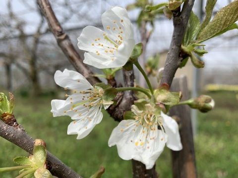 ♡350g★名和果樹園の希少！贈答用秀品やまがた紅王大粒2L【常温便】山形県東根市産ギフトさくらんぼ【話題の甘い新品種】★産地直送お取り寄せ通販★予約商品【父の日ギフト】（遅めの父の日）