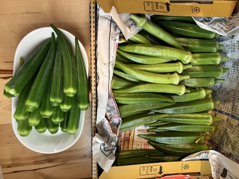 【沖縄県石垣島産】【朝どれ】　角オクラ　600g (約60本前後入)規格外込