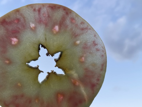 【えぇ！と驚くりんご(*º ﾛ º *)!!】ムーンルージュ 贈答品約3kg