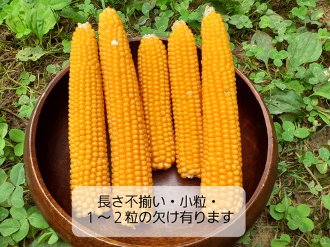 数量限定　まあるくはじける☆さや付きポップコーン　［不揃い欠けあり家庭用］