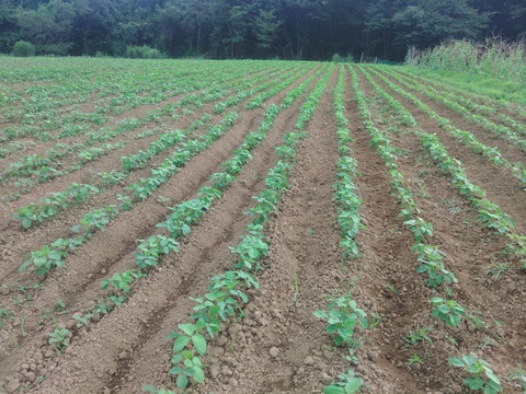 農薬不使用、無肥料栽培、希少!　山梨県上野原産　津久井在来枝豆（枝付き）１ｋｇ
