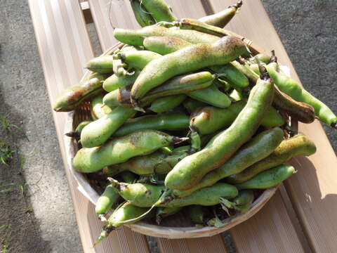 【お徳用10㎏】新鮮朝採り空豆（そらまめ）・農薬、化学肥料、除草剤不使用