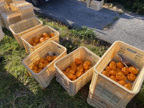 【規格外】【加工用】暴れん坊の甘平、見た目は荒れても味は嘘をつかない  加工にするなら、シッカリ酸味の残ったこの時期限定！タップリお得🉐
