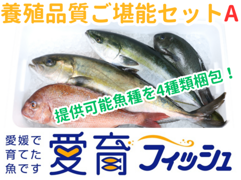 【こもこもShop品質ご堪能セット】『養殖鮮魚セット』（4尾入）/箱神経〆付
